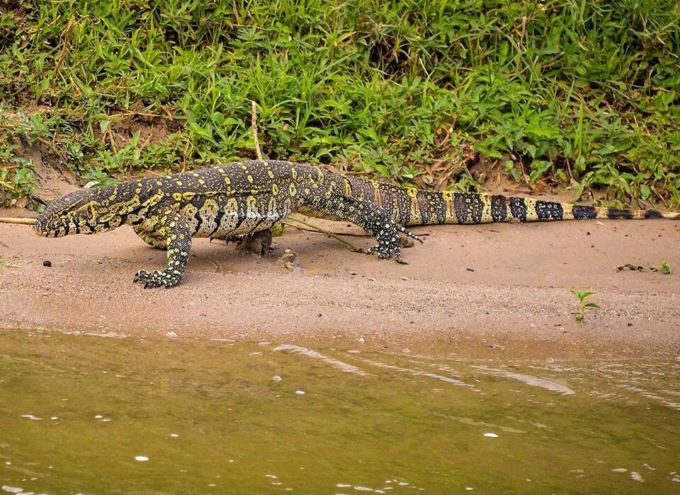 Uganda Reptiles Village – A Hidden Gem for Wildlife Enthusiasts