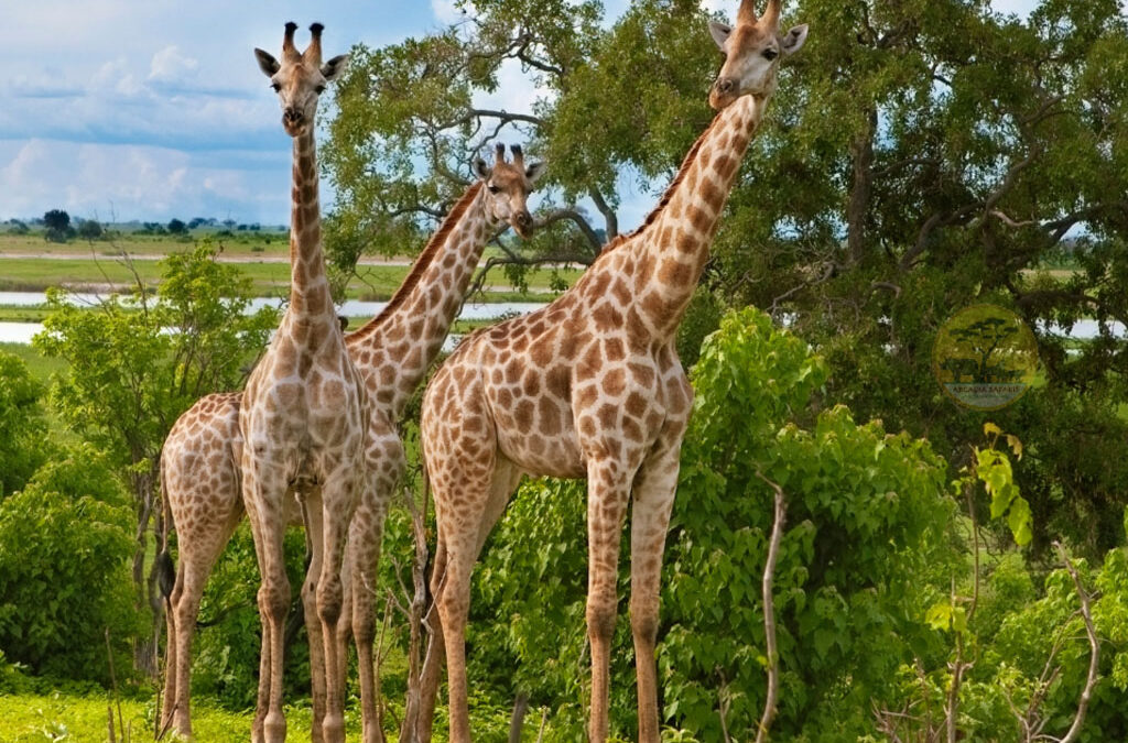 The Survival of the Rothschild’s Giraffes