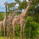The Survival of the Rothschild’s Giraffes
