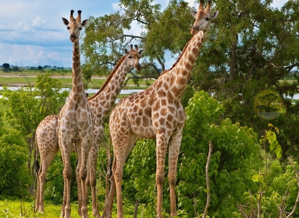 The Survival of the Rothschild’s Giraffes