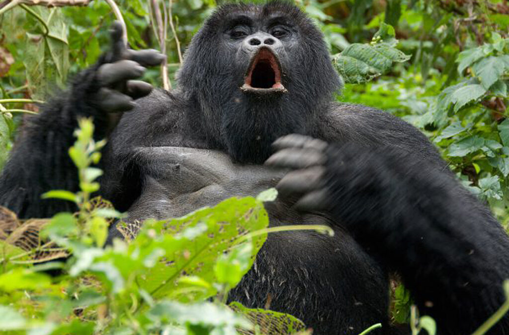 Rwanda Gorilla Trekking Packages
