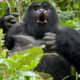 Rwanda Gorilla Trekking Packages