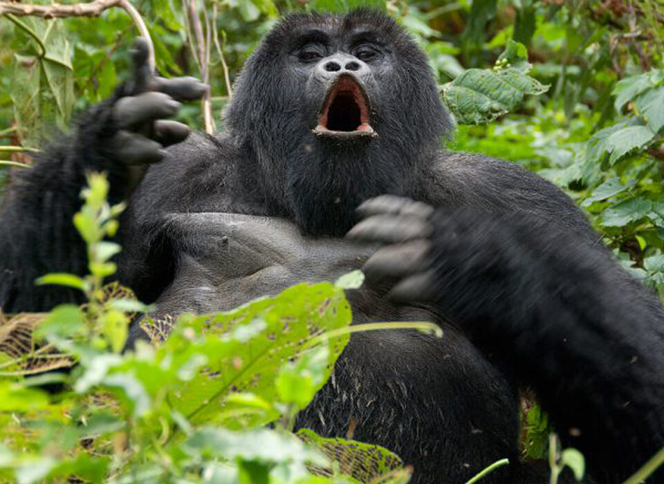Rwanda Gorilla Trekking Packages