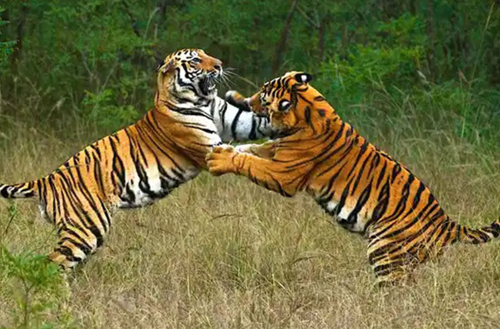 Are There Tigers in Uganda?