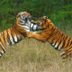 Are There Tigers in Uganda?