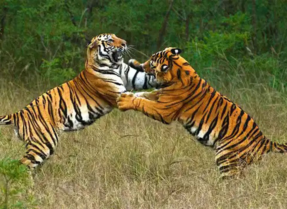 Are There Tigers in Uganda?