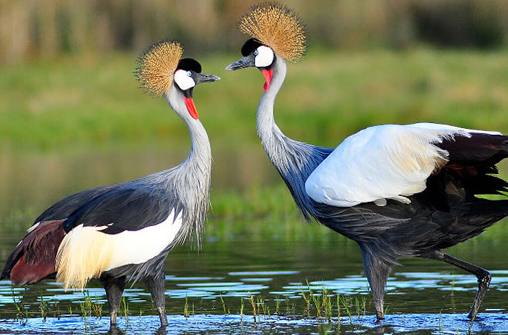 What to Know About Umusambi Conservancy Village