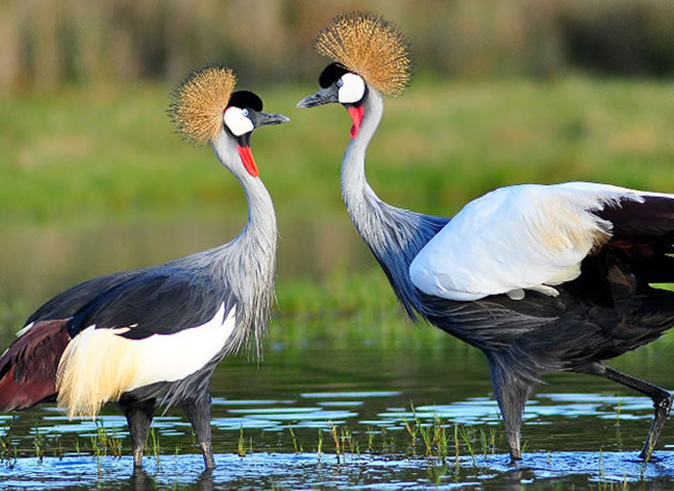 What to Know About Umusambi Conservancy Village