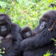 Is Uganda All About Gorillas?