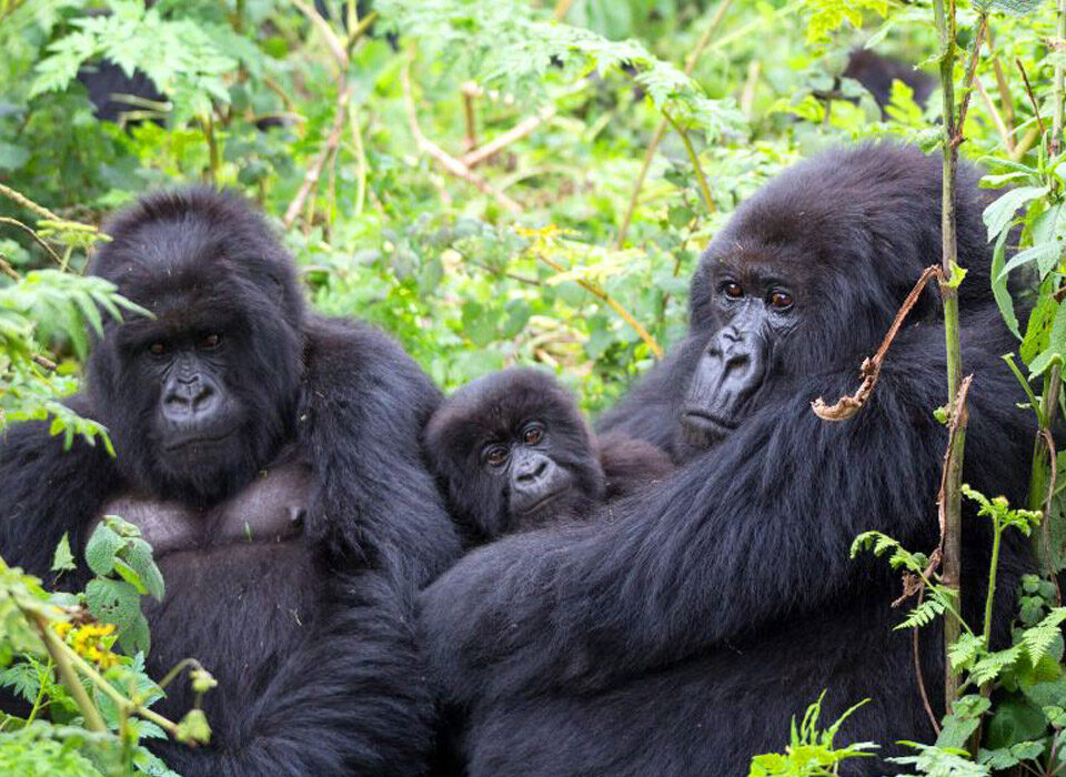Is Uganda All About Gorillas?