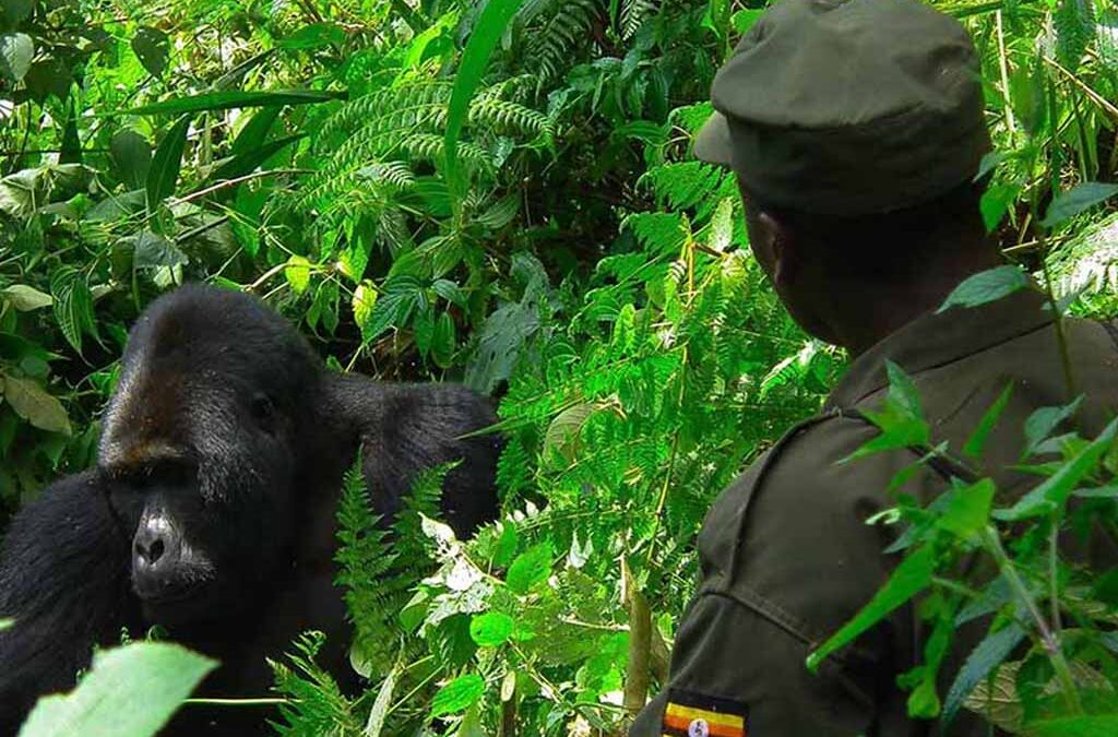 The Actual Day of Gorilla Trekking