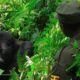 The Actual Day of Gorilla Trekking
