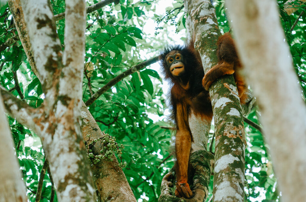 What Is the Difference Between Apes and Monkeys?