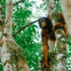What Is the Difference Between Apes and Monkeys?