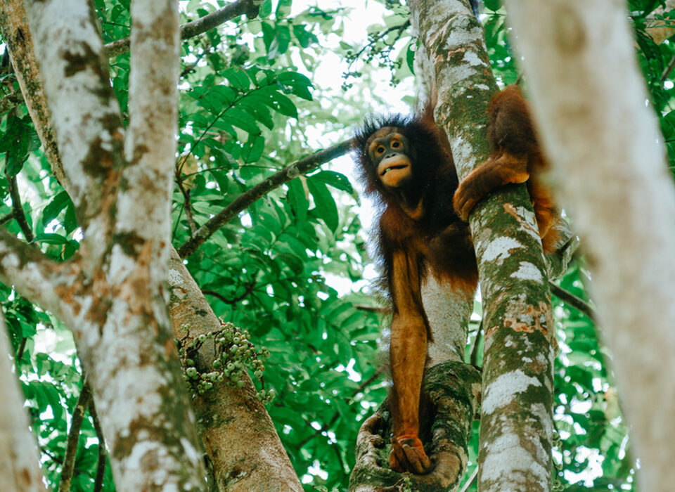 What Is the Difference Between Apes and Monkeys?