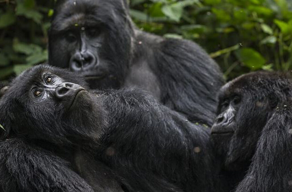How Local Communities Benefit from Gorilla Trekking in Rwanda