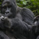 How Local Communities Benefit from Gorilla Trekking in Rwanda