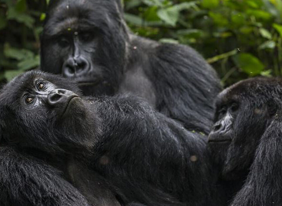 How Local Communities Benefit from Gorilla Trekking in Rwanda