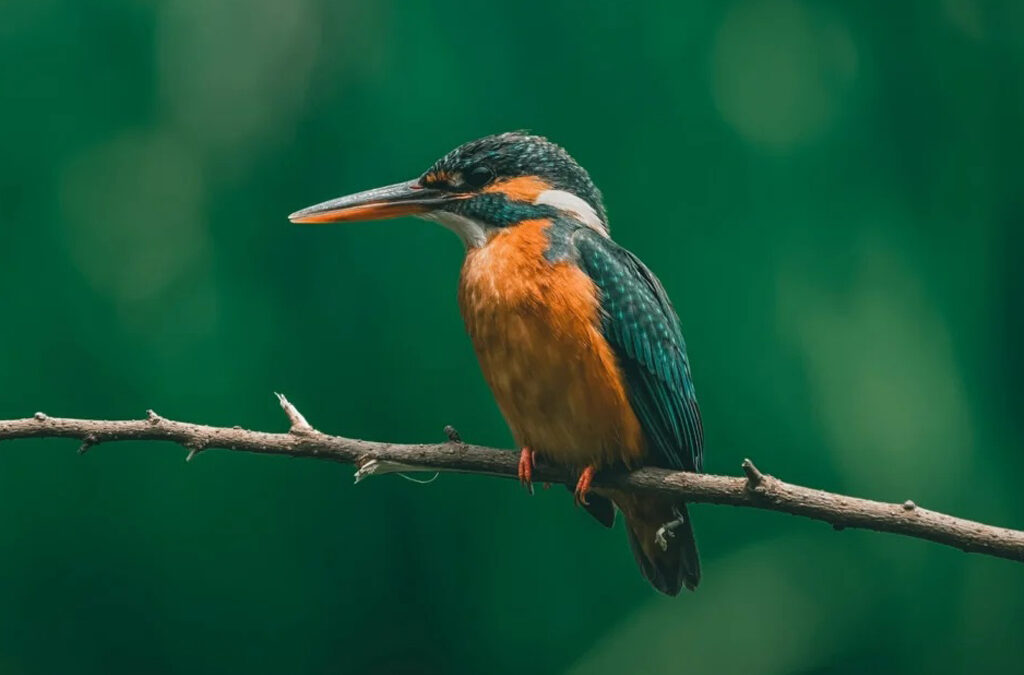 Birding in the Royal Mile Budongo Forest Reserve