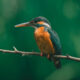 Birding in the Royal Mile Budongo Forest Reserve