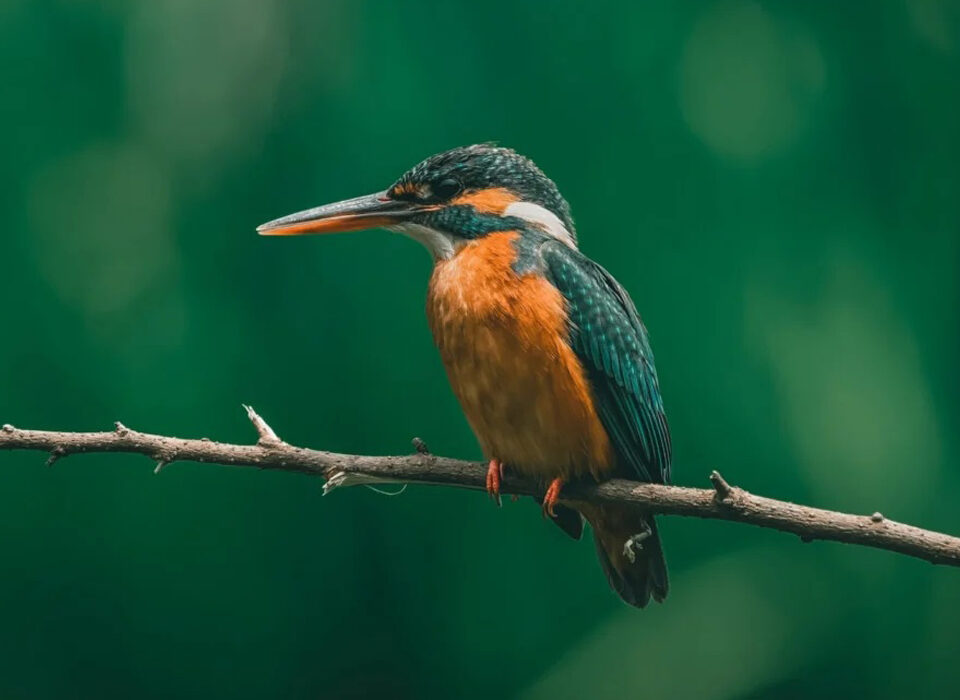 Birding in the Royal Mile Budongo Forest Reserve