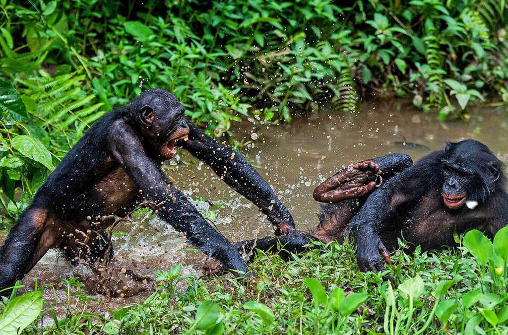 Is It Safe to Travel to the Democratic Republic of Congo?