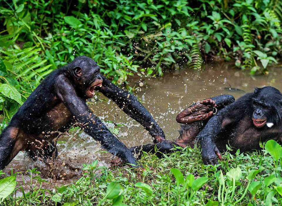 Is It Safe to Travel to the Democratic Republic of Congo?