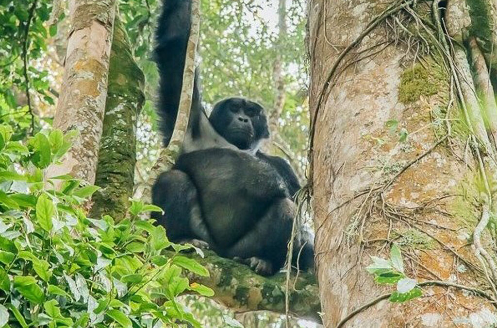 Famous Tourist Attraction in Bwindi Impenetrable National Park