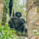 Famous Tourist Attraction in Bwindi Impenetrable National Park