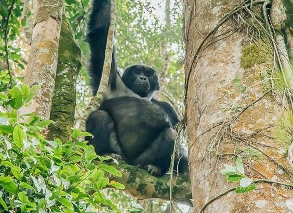 Famous Tourist Attraction in Bwindi Impenetrable National Park