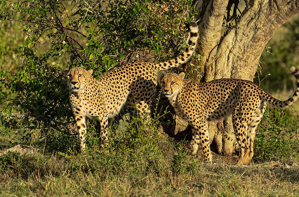 Where to See Cheetahs in Uganda?