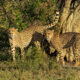 Where to See Cheetahs in Uganda?