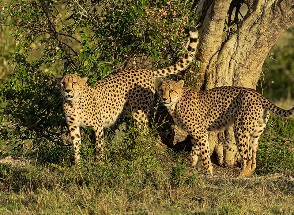 Where to See Cheetahs in Uganda?