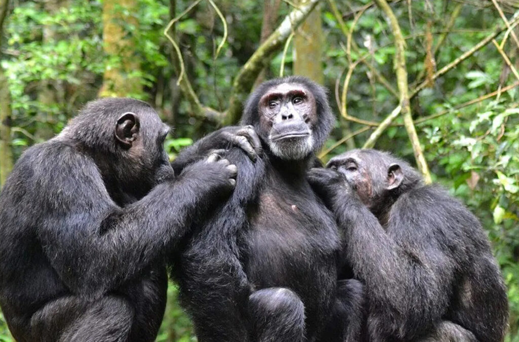 Cultural Activities in the Surroundings of Kibale National Park