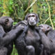 Cultural Activities in the Surroundings of Kibale National Park