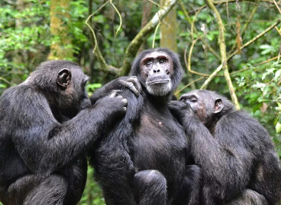 Cultural Activities in the Surroundings of Kibale National Park