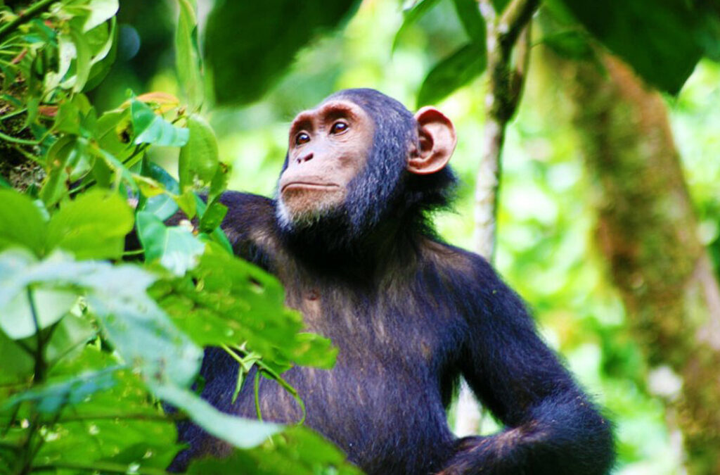How is Safety and Security Guaranteed During Chimpanzee Trekking in Kibale National Park?