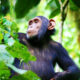 How is Safety and Security Guaranteed During Chimpanzee Trekking in Kibale National Park?