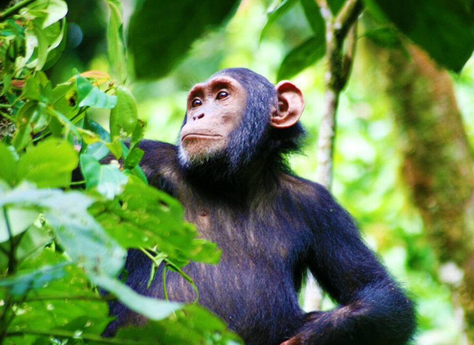 How is Safety and Security Guaranteed During Chimpanzee Trekking in Kibale National Park?