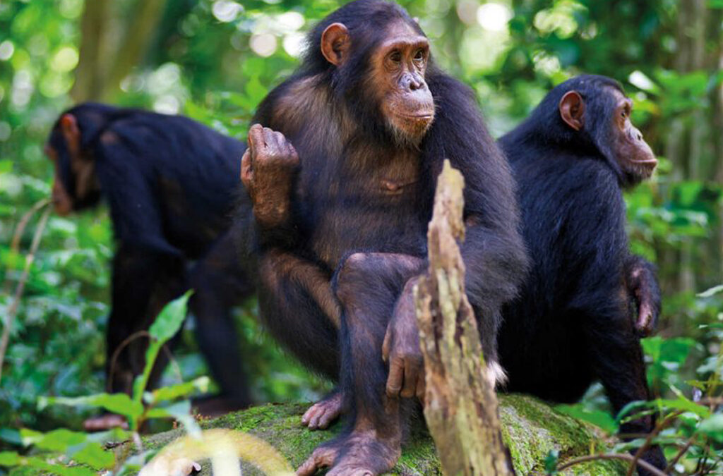 Chimpanzee Trekking in Cyamudongo Forest