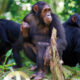 Chimpanzee Trekking in Cyamudongo Forest