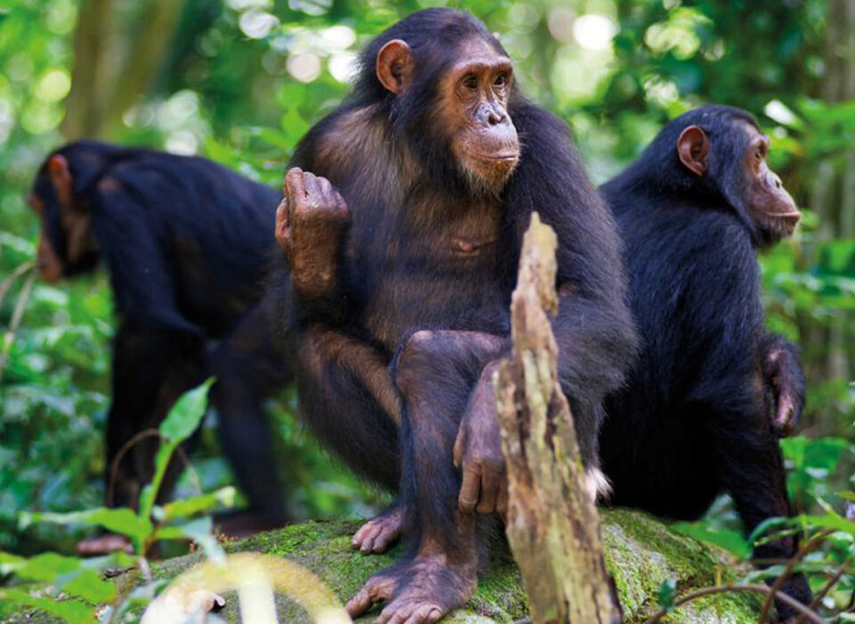 Chimpanzee Trekking in Cyamudongo Forest
