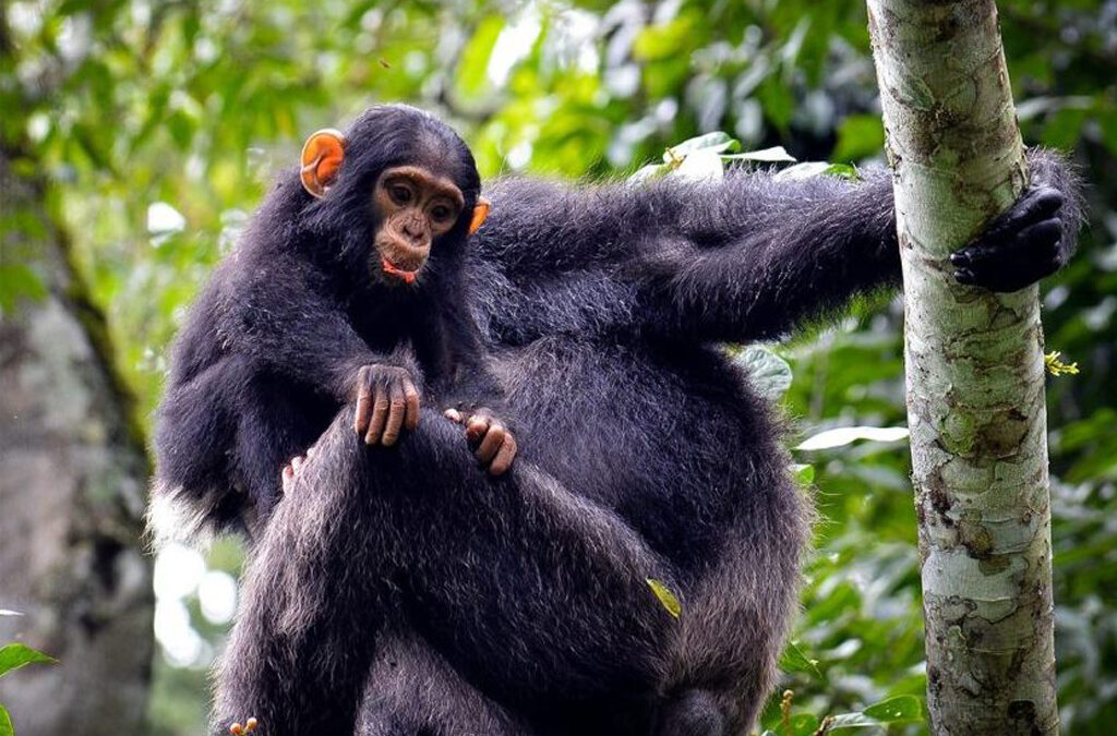 Activities to Combine with Chimpanzee Trekking in Kibale National Park
