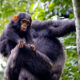 Activities to Combine with Chimpanzee Trekking in Kibale National Park