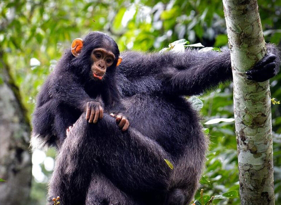 Activities to Combine with Chimpanzee Trekking in Kibale National Park
