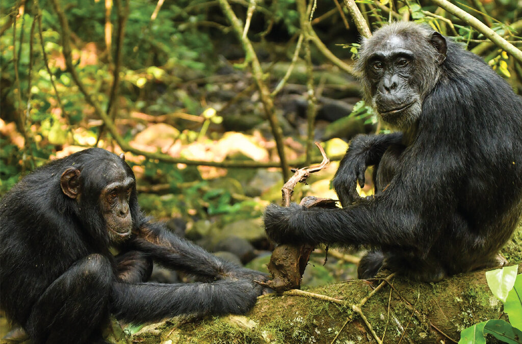 Why Consider Volunteering While on Your Gorilla and Chimpanzee Trek in Uganda