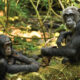 Why Consider Volunteering While on Your Gorilla and Chimpanzee Trek in Uganda