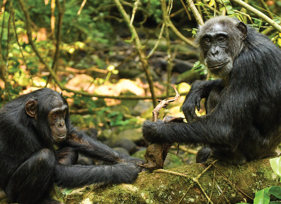 Why Consider Volunteering While on Your Gorilla and Chimpanzee Trek in Uganda