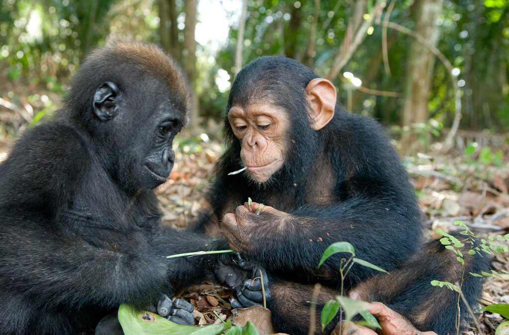 Why Mountain Gorillas and Chimpanzees Don’t Live Together