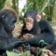 Why Mountain Gorillas and Chimpanzees Don’t Live Together